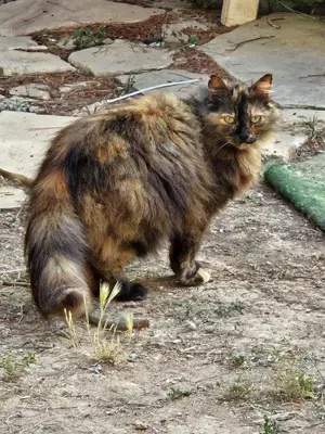 Hübsche Langhaar-Schildpatt-Katze Carmen sucht schon lange ein Zuhause