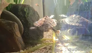 männliche Höckerschildkröte NZ 24