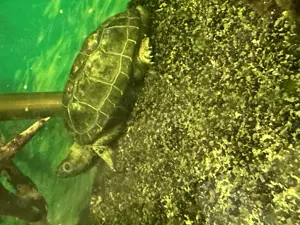 Dreikielschildkröte männlich 