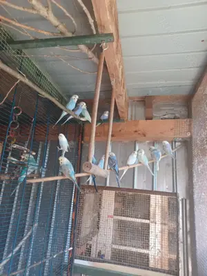 Wellensittiche Bild 3