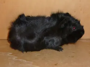 Meerschweinchen Rosetten, Weibchen und Kastrate Bild 2