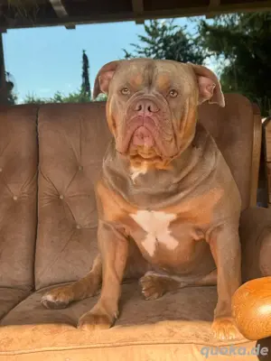 Deckrüde Old english Bulldogge