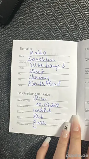 BKH katze adult  Bild 9