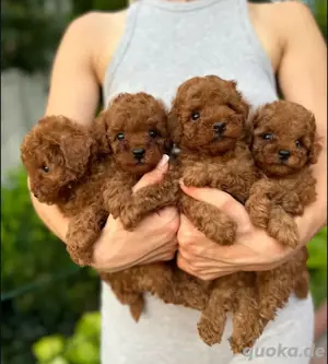 Toy pudel welpen