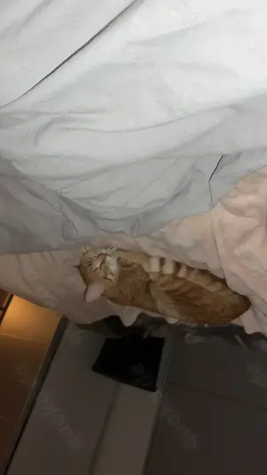 Katze und Kater zusammen abzugeben 