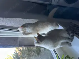 Ragdoll Siam Geschwister Abzugeben 