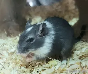 Süße Rennmaus-Babys Bild 5