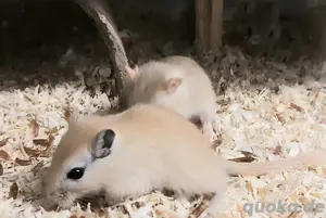 Süße Rennmaus-Babys Bild 3