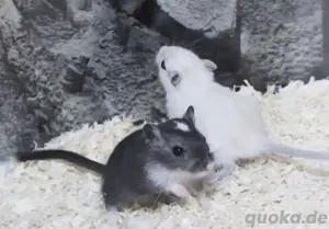 Süße Rennmaus-Babys Bild 4