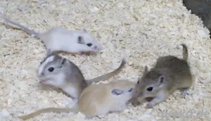 Süße Rennmaus-Babys Bild 6