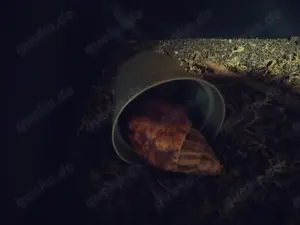 Archachatina marginatas afrikanische Riesenschnecken 