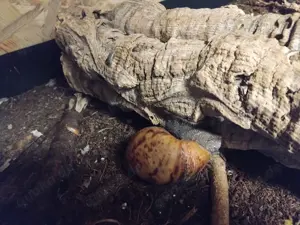 Archachatina marginatas afrikanische Riesenschnecken  Bild 2