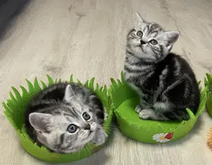 Bezaubernde bkh Kitten black silver tabby classic mit Papiere, absolut exklusiv  Bild 7