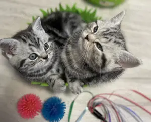 Bezaubernde bkh Kitten black silver tabby classic mit Papiere, absolut exklusiv  Bild 5