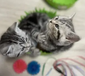 Bezaubernde bkh Kitten black silver tabby classic mit Papiere, absolut exklusiv  Bild 4