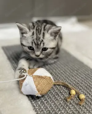 Bezaubernde bkh Kitten black silver tabby classic mit Papiere, absolut exklusiv  Bild 10