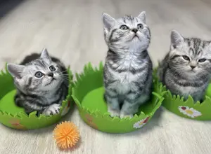 Bezaubernde bkh Kitten black silver tabby classic mit Papiere, absolut exklusiv  Bild 6