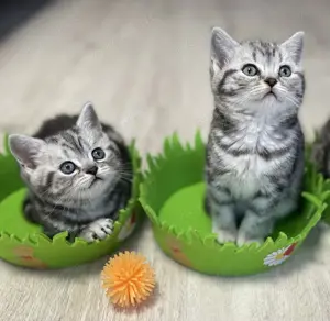 Bezaubernde bkh Kitten black silver tabby classic mit Papiere, absolut exklusiv  Bild 3