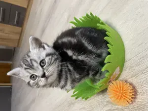 Bezaubernde bkh Kitten black silver tabby classic mit Papiere, absolut exklusiv  Bild 8