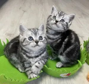 Bezaubernde bkh Kitten black silver tabby classic mit Papiere, absolut exklusiv  Bild 2
