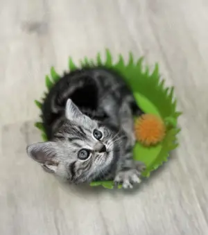 Bezaubernde bkh Kitten black silver tabby classic mit Papiere, absolut exklusiv  Bild 9