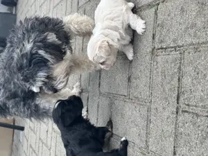 Bolonka Havaneser Welpen 