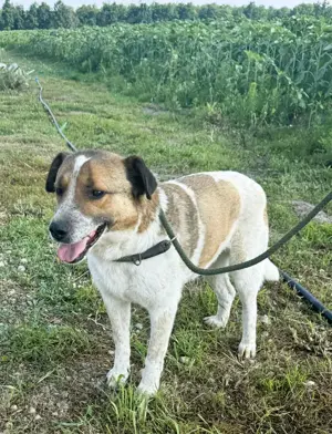 Paul - eine ganz besondere Fellnase sucht einen besonders lieben Platz Bild 2