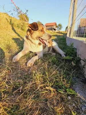 Paul - eine ganz besondere Fellnase sucht einen besonders lieben Platz Bild 8