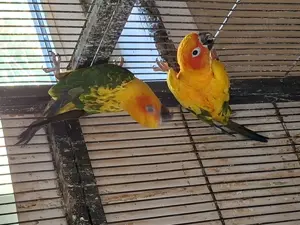 0,1 Sonnensittiche von  24