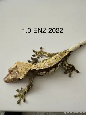 1.0 Correlophus ciliatus Kronengecko