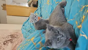 Britisch Deckkater Bild 5