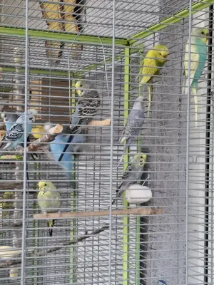 junge Wellensittiche