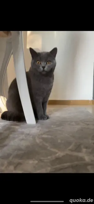 Hauskatzen (1 Kater, 1 Katze) Privat 