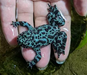 3 Rotbauchunken 1.2 abzugeben (KEIN Versand!)