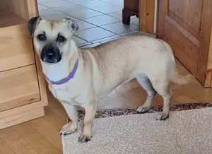 MALI - auf PS in Deutschland - sucht eine liebevolle Familie