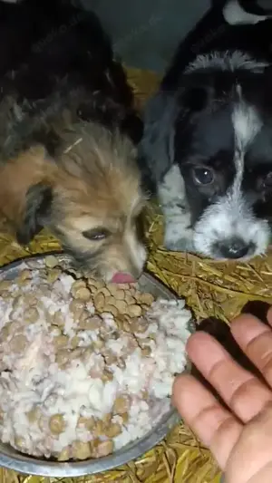 Tini - hast du ein Körbchen frei für die süße Hündin? Bild 6