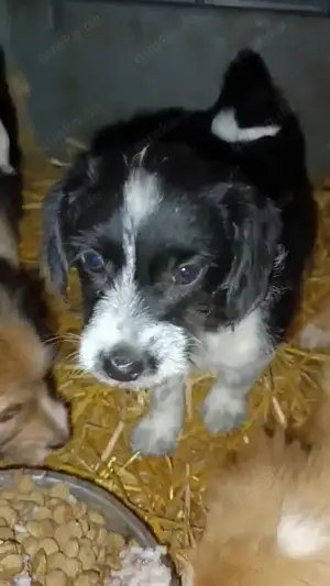 Tini - hast du ein Körbchen frei für die süße Hündin? Bild 5