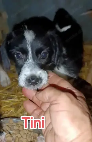 Tini - hast du ein Körbchen frei für die süße Hündin? Bild 2