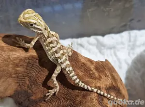 Pogona henrylawsoni- Zwergbartagamen NZ 25
