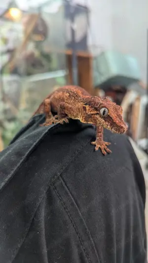 1,0 Höckerkopfgecko (Rhacodactylus auriculatus)