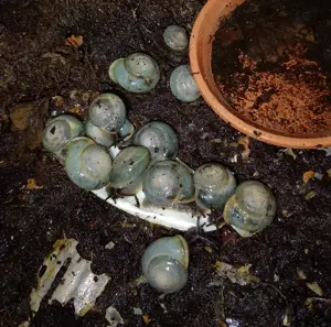 pleurodonte Isabella blau, Angebot 10 Tiere