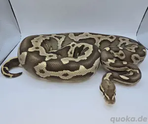 Königspython 1.0 Phantom Leopard Fire het Clown 