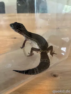 leopardgecko natur  blacknight  Bild 1