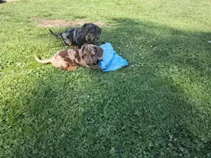 Zwergdackel Welpen   Dackel Welpen mit Ahnentafel!!