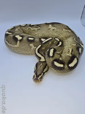 Königspython 1.0 Super Gravel pos het Clown 