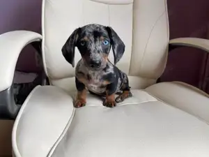 Susssee Zwergdackel Welpen!!