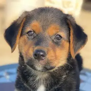 Edira, geb. ca. 04 2025, lebt in GRIECHENLAND, auf einer privaten Pflegestelle