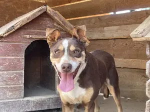 Joker - der charmante Kämpfer, der ein Zuhause sucht 