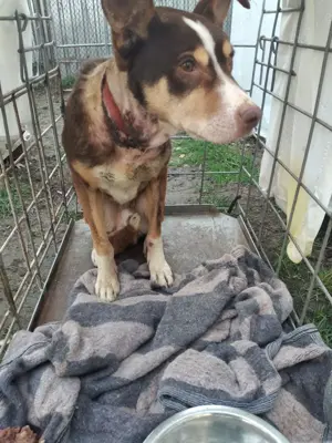 Joker - der charmante Kämpfer, der ein Zuhause sucht  Bild 4