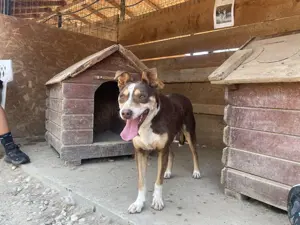 Joker - der charmante Kämpfer, der ein Zuhause sucht  Bild 5